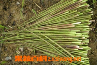 如何种植山竹 种植山竹的方