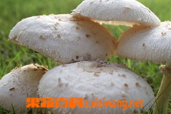 【草菇】草菇的营养价值与功效,草菇怎么做好吃