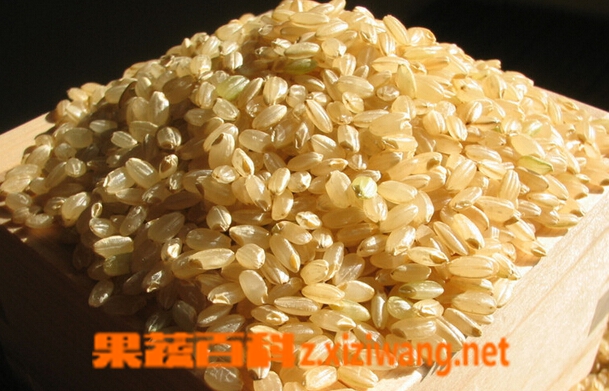 果蔬百科糙米的营养价值与功效