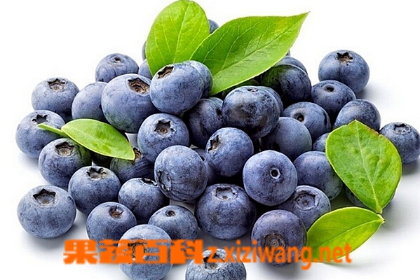 果蔬百科蓝莓的营养价值与功效