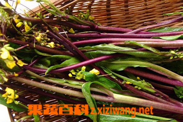 红菜苔的功效 红菜苔怎么做好吃