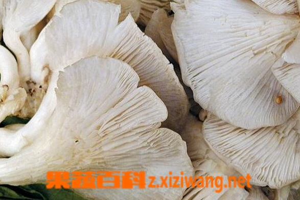 凤尾菇如何做好吃 凤尾菇的功效与吃法