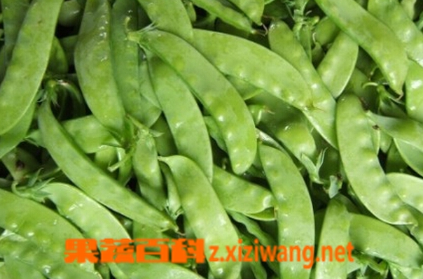 荷兰豆的功效与作用 吃荷兰豆的好处