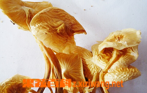 黄丝菌的功效与作用 吃黄丝菌的好处