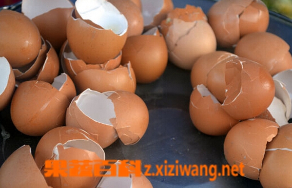 鸡蛋壳的功效与作用 鸡蛋壳的用处