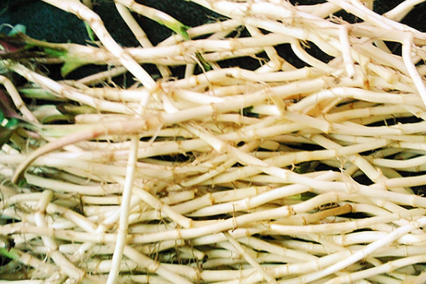 鲜芦根的功效与作用 吃芦根的好处