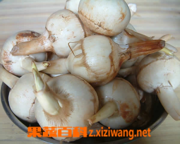光慈菇的营养价值和功效作用 光慈菇的食用方法