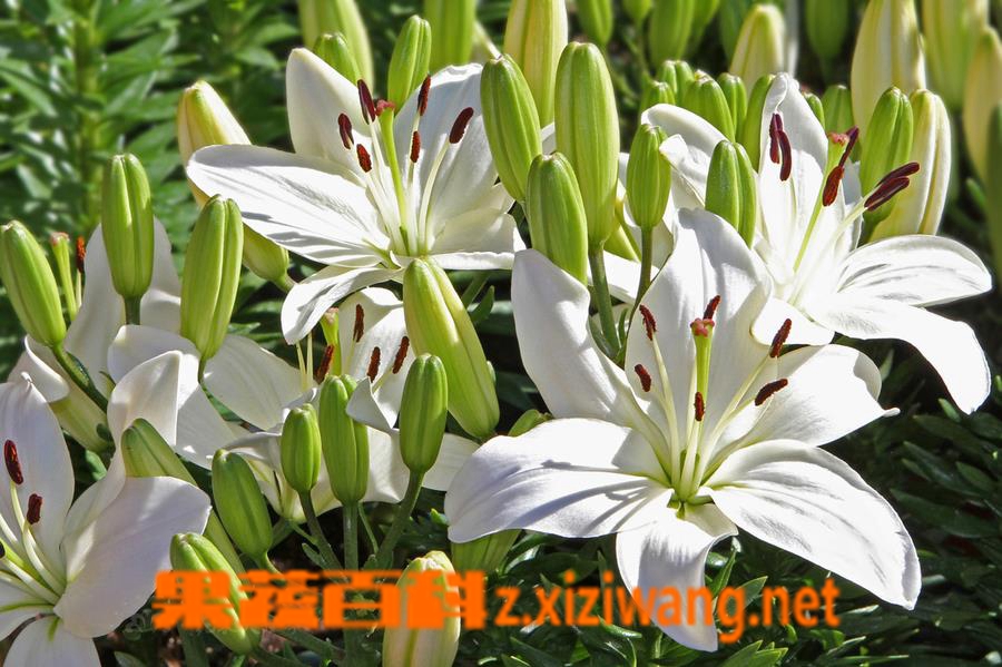 亚洲百合种植方法亚洲百合的养殖技巧 花卉 做法 功效与作用 营养价值z Xiziwang Net