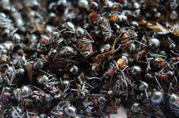 果蔬百科黑蚂蚁的营养价值与功效
