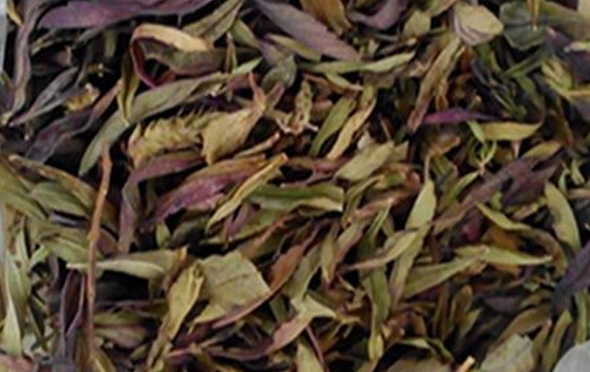 凤尾茶 - 第1张  | 中药养生知识-中草药的功效与作用