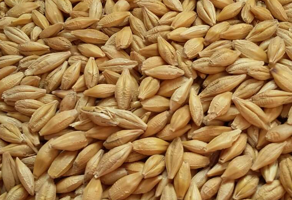 大麦的功效与作用 吃大麦的好处