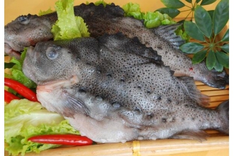 海参斑鱼的营养价值与功效