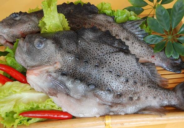果蔬百科海参斑鱼的营养价值与功效