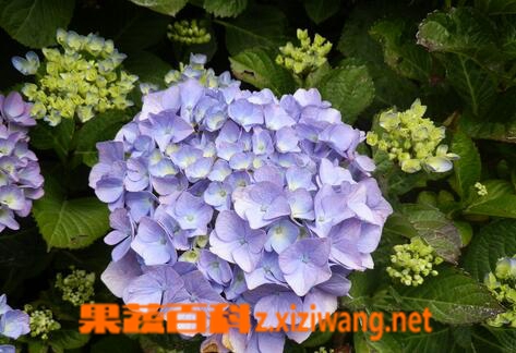 八仙花的养殖方法与注意事项 花卉 做法 功效与作用 营养价值z Xiziwang Net