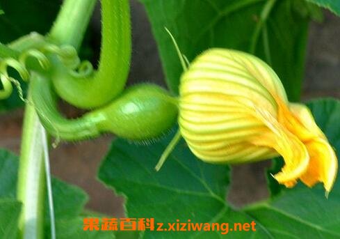 南瓜花的营养价值与功效作用 南瓜 做法 功效与作用 营养价值z Xiziwang Net