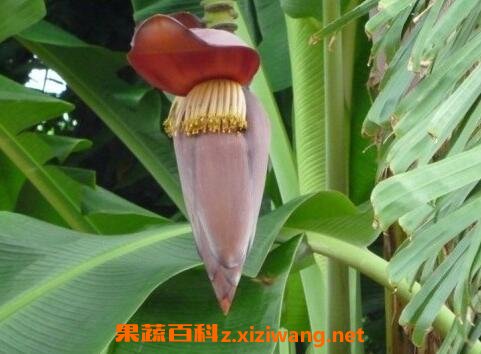 芭蕉花的功效芭蕉花的药用价值 中药知识 做法 功效与作用 营养价值z Xiziwang Net