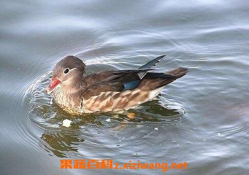 鸳鸯肉的营养价值