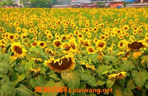 油葵花籽的功效与作用 栗子 做法 功效与作用 营养价值z Xiziwang Net