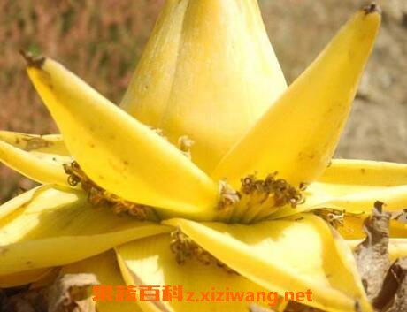 金芭蕉花的功效与作用 花卉 做法 功效与作用 营养价值z Xiziwang Net