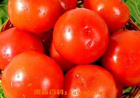 西红柿不能和什么一起吃