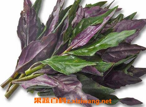 紫背菜营养价值食用方法及禁忌