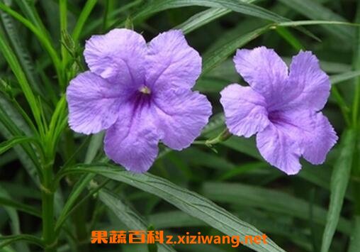 翠芦莉的功效和作用翠芦莉的药用价值 花卉 做法 功效与作用 营养价值z Xiziwang Net
