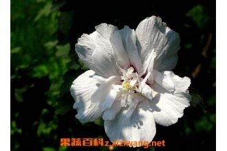 ɳĮ÷�������ֳ ɳĮ÷������ֳ����