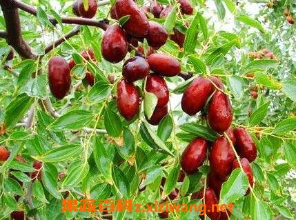 枣树的养殖方法和病虫害防治