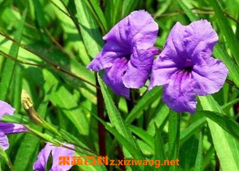 翠芦莉的功效与药用价值 花卉 做法 功效与作用 营养价值z Xiziwang Net