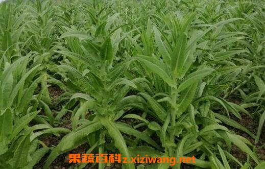 在家如何种苔菜苔菜的种植方法 蔬菜知识 做法 功效与作用 营养价值z Xiziwang Net