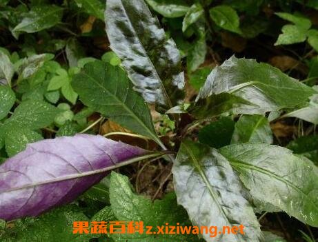 紫背菜的功效与作用及禁忌