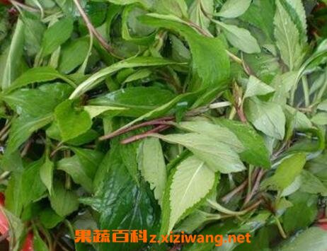 大苦菜的功效与作用 蔬菜知识 做法 功效与作用 营养价值z Xiziwang Net
