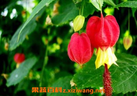 蔓性风铃花的养殖方法和注意事项 花卉 做法 功效与作用 营养价值z Xiziwang Net