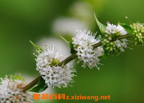 薄荷花的养殖方法和注意事项 花卉 做法 功效与作用 营养价值z Xiziwang Net