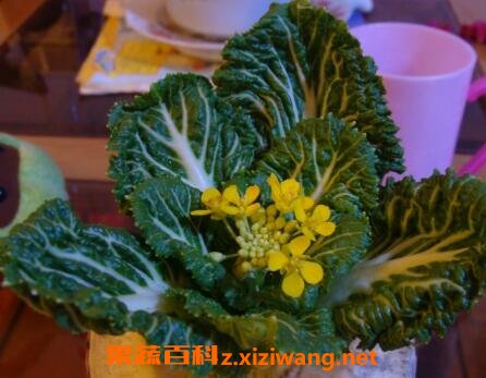 盆栽白菜花的养殖方法和步骤教程 花卉 做法 功效与作用 营养价值z Xiziwang Net
