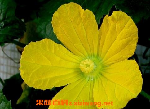 冬瓜花的功效与作用及药用价值 冬瓜 做法 功效与作用 营养价值z Xiziwang Net