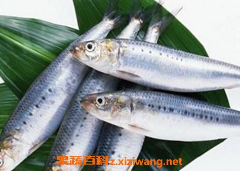 吃马鲛鱼的副作用怎么挑选马鲛鱼 海鲜食材 做法 功效与作用 营养价值z Xiziwang Net