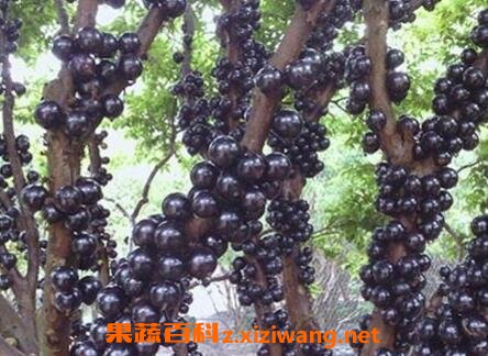 树葡萄和嘉宝果的区别 树葡萄的营养价值