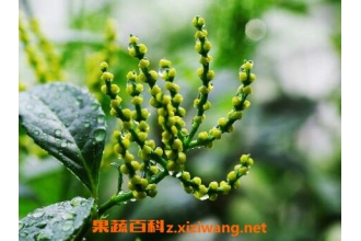 ����������ֳ������ע������