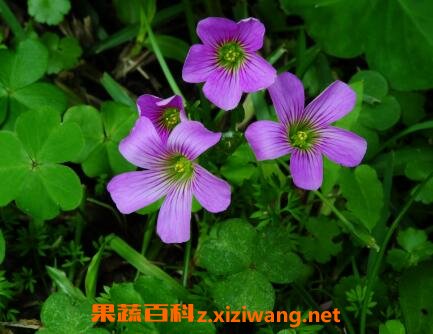 紫花酢浆草的养殖方法 花卉 做法 功效与作用 营养价值z Xiziwang Net