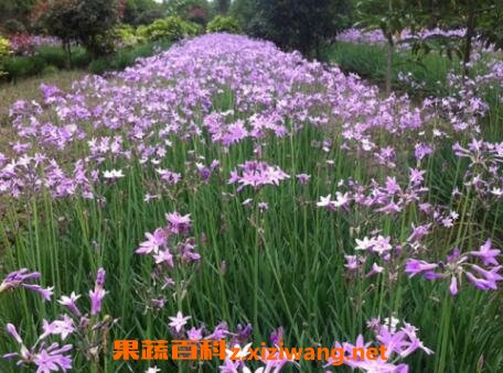 紫娇花的养殖方法