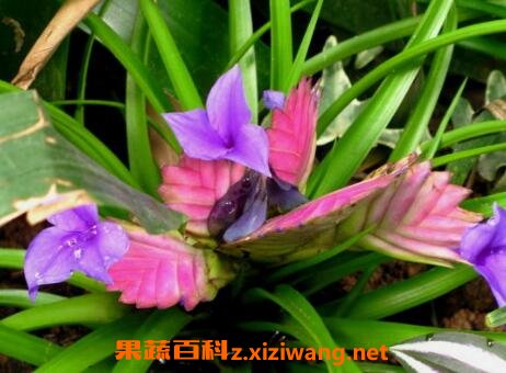 紫花凤梨的养殖方法和注意事项 花卉 做法 功效与作用 营养价值z Xiziwang Net
