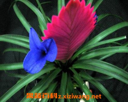 紫花凤梨的养殖方法和注意事项 花卉 做法 功效与作用 营养价值z Xiziwang Net