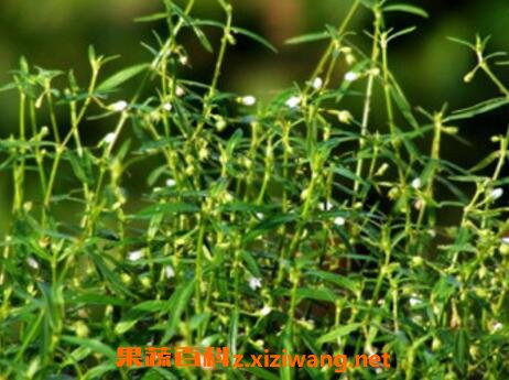 白花蛇草的功效与作用及药用价值 中药知识 做法 功效与作用 营养价值z Xiziwang Net