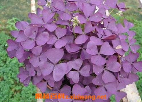 紫叶酢浆草的功效与作用 花卉 做法 功效与作用 营养价值z Xiziwang Net