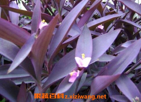中药紫叶草的功效与作用 中药知识 做法 功效与作用 营养价值z Xiziwang Net