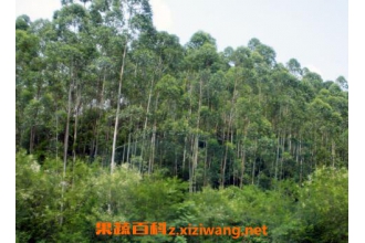 中国为什么禁止种桉树 桉树有毒吗 桉树的危害