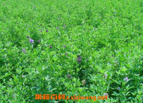 紫花苜蓿的功效与作用 蔬菜知识 做法 功效与作用 营养价值z Xiziwang Net