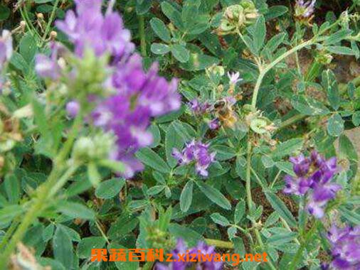 紫花苜蓿图片紫花苜蓿的种植方法和种植技巧 花卉 做法 功效与作用 营养价值z Xiziwang Net