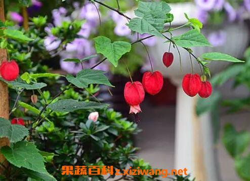 蔓性风铃花有没有毒蔓性风铃花怎么搭架 花卉 做法 功效与作用 营养价值z Xiziwang Net